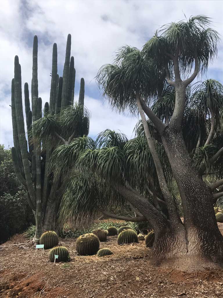 Koko-Head-Botanical-Garden-1