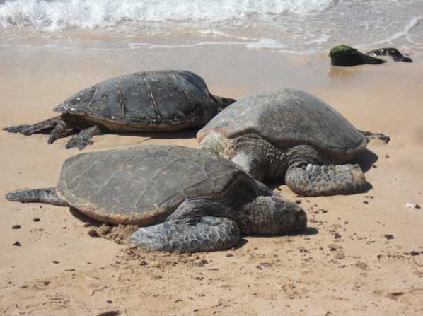 Turtle-Beach-Oahu