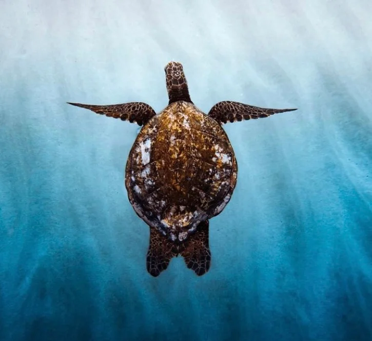 Deep blue snorkeling tour with a sea turtle